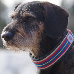 hundhalsband randig