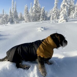 hundtäcke, isoleringsvadd, värmetäcke, hund, jakthund