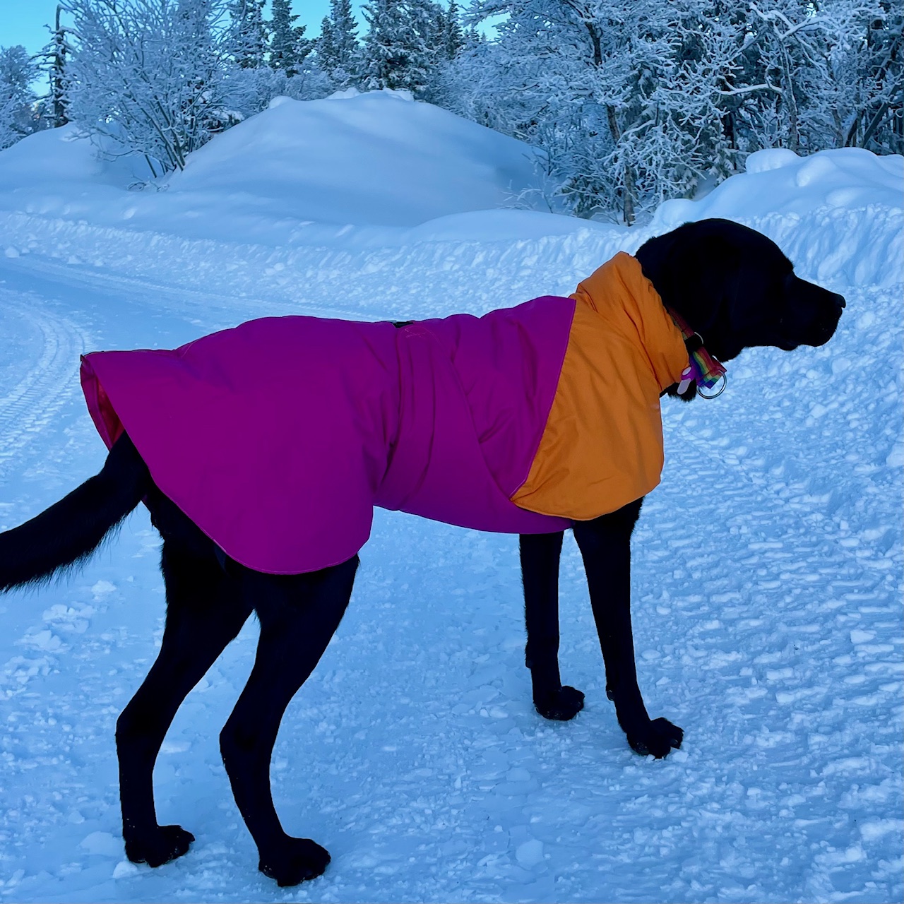 Hundtäcke ceriserosa, orange, hund, vinter och kyla